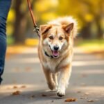 chien tire laisse dressage